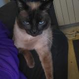 Foto del gato perdido en Plouguerneau