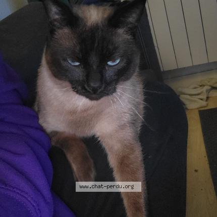 Foto 1/1 Tito Chat perdido en Plouguerneau