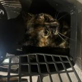 Foto de gato encontrado en Beziers