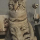 Foto del gato perdido en Flers
