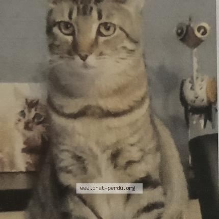 Foto 1/1 Choupette Chat perdido en Flers