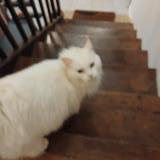 Foto de gato encontrado en Bellegarde