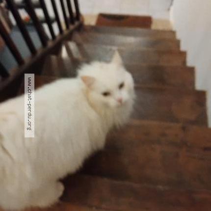 Foto 1/1 Gato encontrado Encontrado en Bellegarde