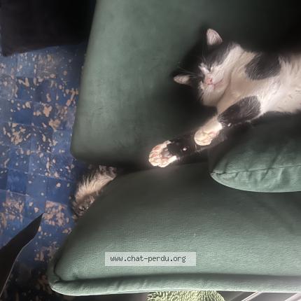 Foto 3/3 Nini Chat perdido en Saint chamond