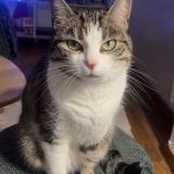 Foto del gato perdido en Youx