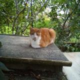 Foto del gato perdido en Plumeliau Bieuzy