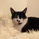 Foto del gato perdido en Mordelles