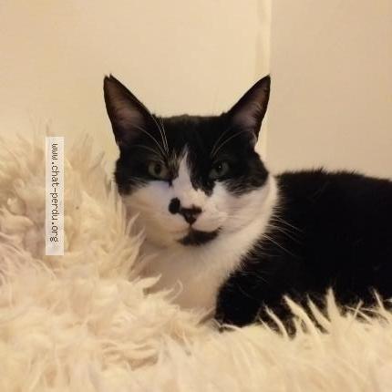 Foto 1/1 Gato encontrado Perdido en Mordelles