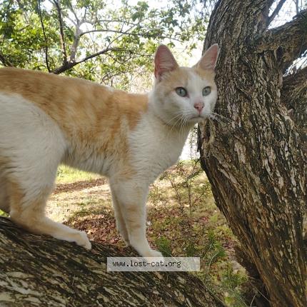 Foto 1/1 Gato encontrado Encontrado en Nairobi