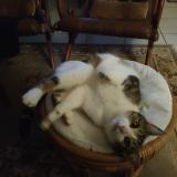 Foto de gato encontrado en Plesse