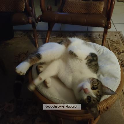 Foto 1/1 Gato encontrado Encontrado en Plesse