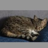 Foto del gato perdido en Frontonas