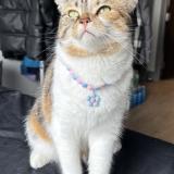 Foto del gato perdido en Noida