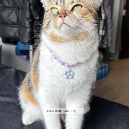 Foto 1/1 Tiffany Chat perdido en Noida