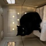 Foto de gato encontrado en Montjay