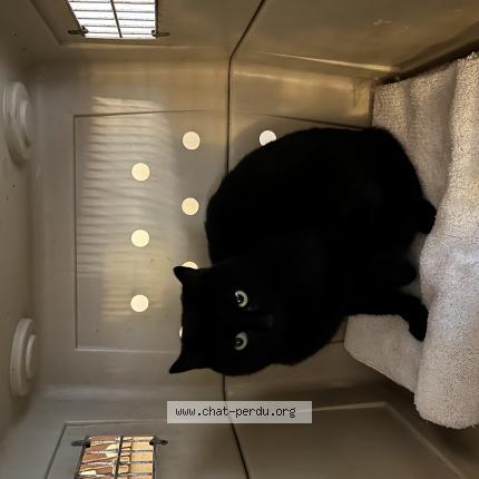 Foto 1/1 Gato encontrado Encontrado en Montjay