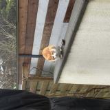 Foto de gato encontrado en Saint Martin Boulogne