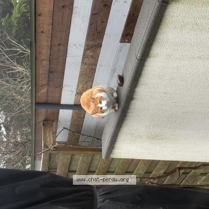 Foto 1/1 Gato encontrado Encontrado en Saint martin boulogne