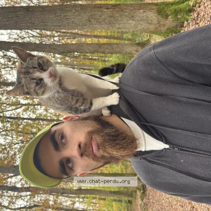 Foto 1/1 Nala Chat perdido en Chemery