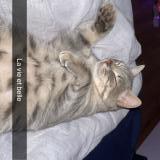 Foto del gato perdido en Gorron