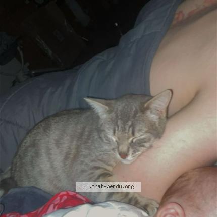 Foto 2/2 Crevette Chat perdido en Gorron