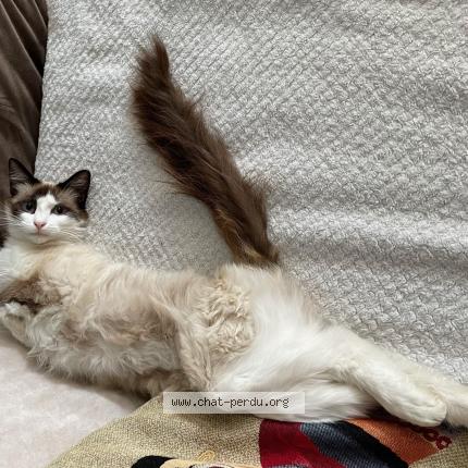 Foto 1/1 MIA Chat perdido en Genac bignac