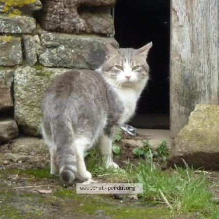 Foto 1/1 Gato encontrado Encontrado en Fontenay