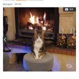 Foto del gato perdido en Mauguio