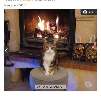 Foto 1/1 Pompon Chat perdido en Mauguio