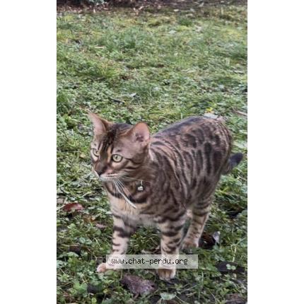 Foto 1/1 ARLO Chat perdido en Chantilly