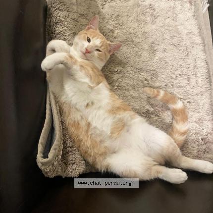 Foto 1/1 POUPY Chat perdido en Montreuil