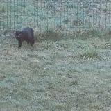 Foto de gato encontrado en Saint Sixt