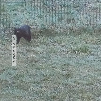 Foto 1/5 Gato encontrado Encontrado en Saint sixt