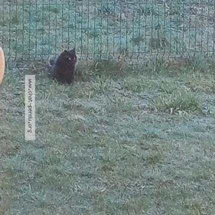 Foto 2/5 Gato encontrado Encontrado en Saint sixt