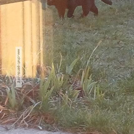 Foto 3/5 Gato encontrado Encontrado en Saint sixt