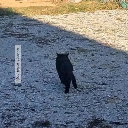 Foto 5/5 Gato encontrado Encontrado en Saint sixt