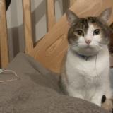 Foto del gato perdido en Saint Martin Sur Oust