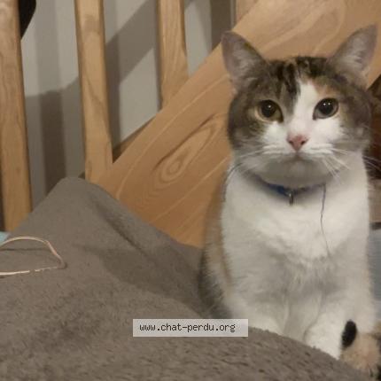 Foto 1/1 Obé Chat perdido en Saint martin sur oust