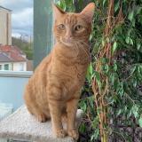 Foto del gato perdido en Gaillard