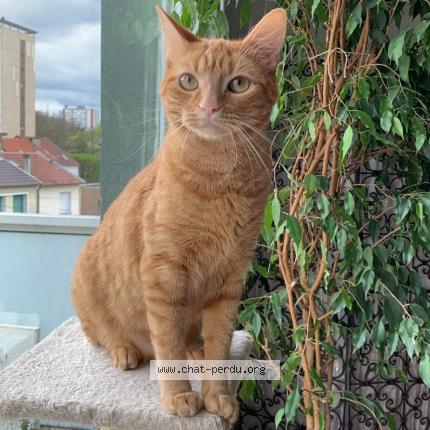 Foto 1/1 Toupou Chat perdido en Gaillard
