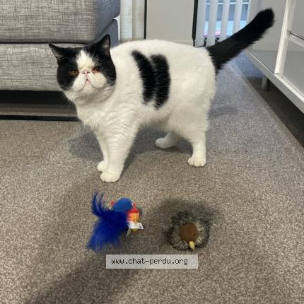 Foto 1/1 Pablo Chat perdido en Canet en roussillon