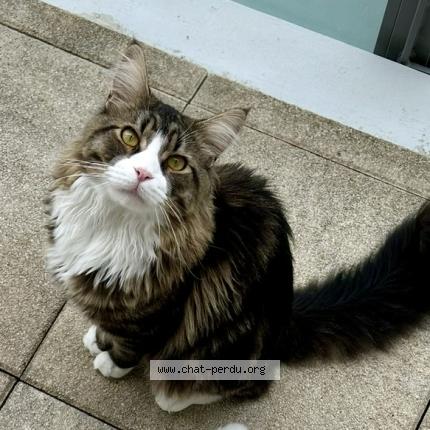 Foto 1/1 Charlie Chat perdido en Blois