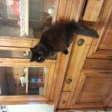 Foto de gato encontrado en Canet