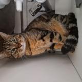 Foto del gato perdido en Avignon