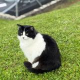 Foto del gato perdido en Oron La Ville