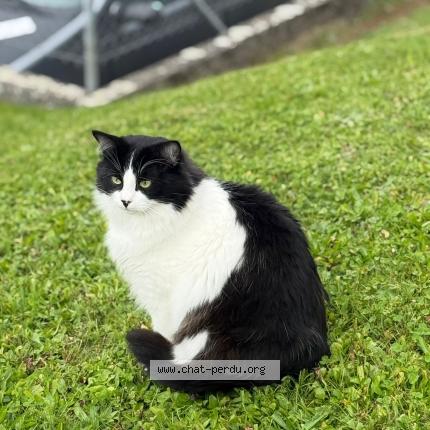 Foto 1/1 Maki Chat perdido en Oron la ville