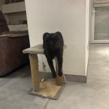 Foto del gato perdido en Salon De Provence