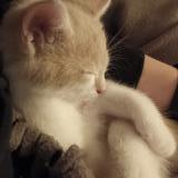 Foto del gato perdido en Wavre