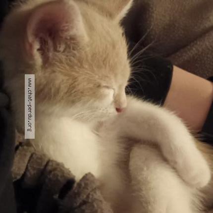 Foto 1/1 Mallow Chat perdido en Wavre