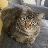 Foto del gato perdido en Saint Marc Jaumegarde